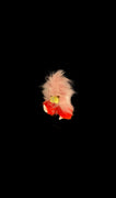 Gush - Imp (Copy) (8268001444036)