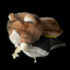 Cat Snail