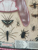 Pansy Entomology Poster (7195471937732)