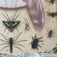 Pansy Entomology Poster (7195471937732)